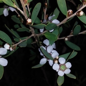 Leptospermum laevigatum at Bawley Point, NSW - 17 Aug 2019 05:32 PM