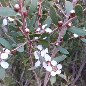 Leptospermum laevigatum at Bawley Point, NSW - 17 Aug 2019 05:32 PM