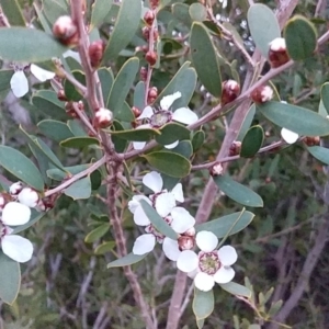 Leptospermum laevigatum at Bawley Point, NSW - 17 Aug 2019