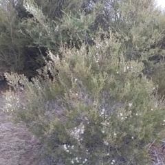 Leptospermum laevigatum at Bawley Point, NSW - 17 Aug 2019 05:32 PM