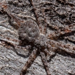 Tamopsis sp. (genus) (Two-tailed spider) at Block 402 - 17 Aug 2019 by rawshorty