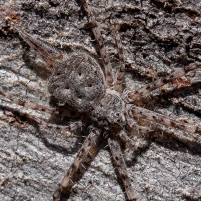 Tamopsis sp. (genus) (Two-tailed spider) at Block 402 - 17 Aug 2019 by rawshorty