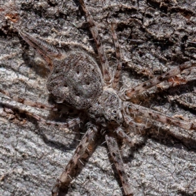 Tamopsis sp. (genus) (Two-tailed spider) at Denman Prospect, ACT - 17 Aug 2019 by rawshorty