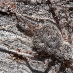 Tamopsis sp. (genus) at Denman Prospect, ACT - 17 Aug 2019 01:27 PM