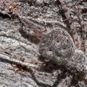 Tamopsis sp. (genus) at Denman Prospect, ACT - 17 Aug 2019