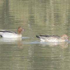 Chenonetta jubata (Australian Wood Duck) at O'Malley, ACT - 17 Aug 2019 by Mike