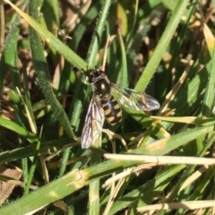 Melangyna viridiceps (Hover fly) at Hackett, ACT - 17 Aug 2019 by WalterEgo