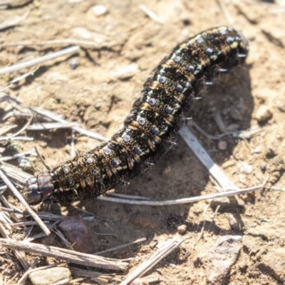 Apina callisto (Pasture Day Moth) at Giralang, ACT - 14 Aug 2019 by AlisonMilton