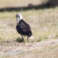 Threskiornis spinicollis (Straw-necked Ibis) at Giralang, ACT - 15 Aug 2019 by AlisonMilton