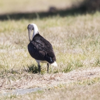 Threskiornis spinicollis (Straw-necked Ibis) at Giralang, ACT - 15 Aug 2019 by AlisonMilton