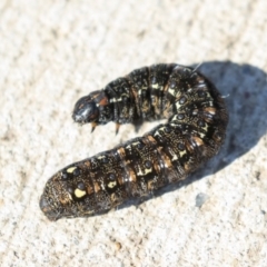 Apina callisto (Pasture Day Moth) at Giralang, ACT - 15 Aug 2019 by AlisonMilton