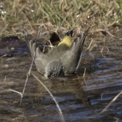 Acanthiza chrysorrhoa (Yellow-rumped Thornbill) at Nicholls, ACT - 15 Aug 2019 by AlisonMilton