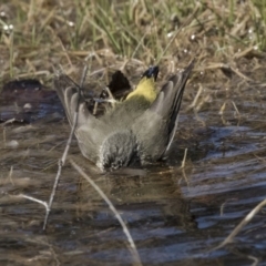 Acanthiza chrysorrhoa (Yellow-rumped Thornbill) at Nicholls, ACT - 15 Aug 2019 by Alison Milton