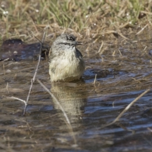 Acanthiza chrysorrhoa at Nicholls, ACT - 15 Aug 2019