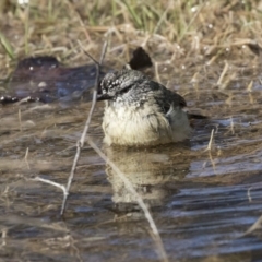 Acanthiza chrysorrhoa at Nicholls, ACT - 15 Aug 2019