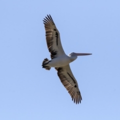 Pelecanus conspicillatus (Australian Pelican) at Gungahlin Pond - 15 Aug 2019 by Alison Milton
