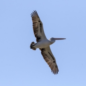 Pelecanus conspicillatus at Nicholls, ACT - 15 Aug 2019