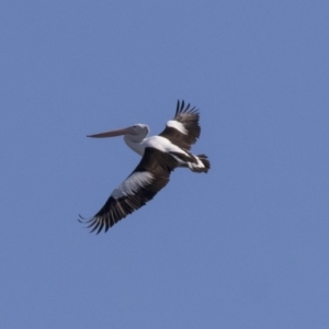 Pelecanus conspicillatus at Nicholls, ACT - 15 Aug 2019