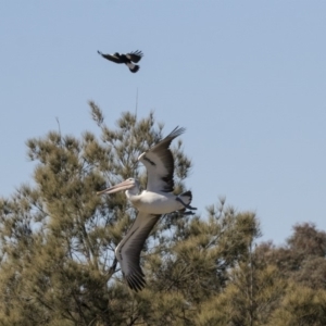 Pelecanus conspicillatus at Nicholls, ACT - 15 Aug 2019