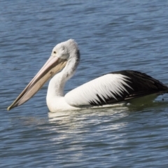 Pelecanus conspicillatus at Nicholls, ACT - 15 Aug 2019