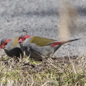 Neochmia temporalis at Nicholls, ACT - 15 Aug 2019