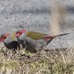 Neochmia temporalis (Red-browed Finch) at Gungahlin Pond - 15 Aug 2019 by Alison Milton
