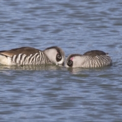 Malacorhynchus membranaceus (Pink-eared Duck) at Gungahlin Pond - 15 Aug 2019 by AlisonMilton