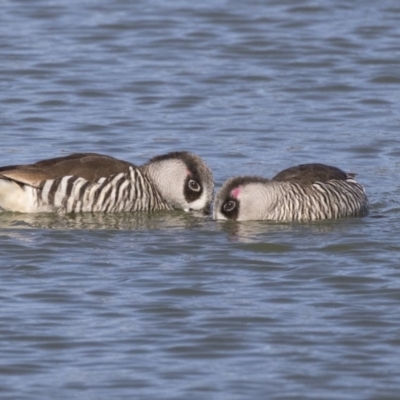 Malacorhynchus membranaceus (Pink-eared Duck) at Nicholls, ACT - 15 Aug 2019 by AlisonMilton