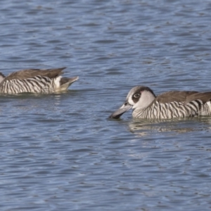 Malacorhynchus membranaceus at Nicholls, ACT - 15 Aug 2019