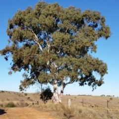 Eucalyptus rubida subsp. rubida (Candlebark) at Yass River, NSW - 17 Aug 2019 by SenexRugosus