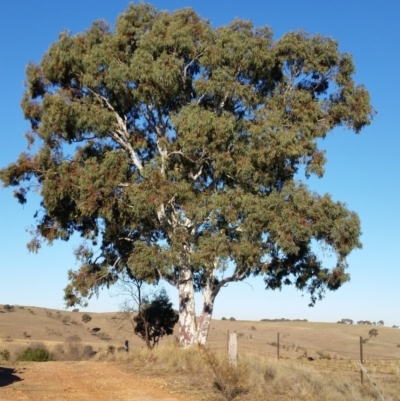 Eucalyptus rubida subsp. rubida (Candlebark) at Yass River, NSW - 17 Aug 2019 by SenexRugosus