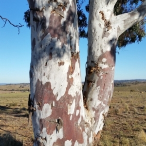 Eucalyptus rubida subsp. rubida at Yass River, NSW - 17 Aug 2019