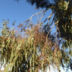 Eucalyptus rubida subsp. rubida at Yass River, NSW - 17 Aug 2019