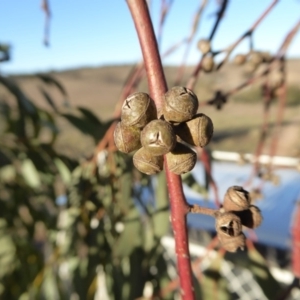 Eucalyptus rubida subsp. rubida at Yass River, NSW - 17 Aug 2019