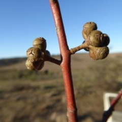 Eucalyptus rubida subsp. rubida at Yass River, NSW - 17 Aug 2019