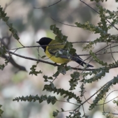 Pachycephala pectoralis (Golden Whistler) at Percival Hill - 15 Aug 2019 by Alison Milton