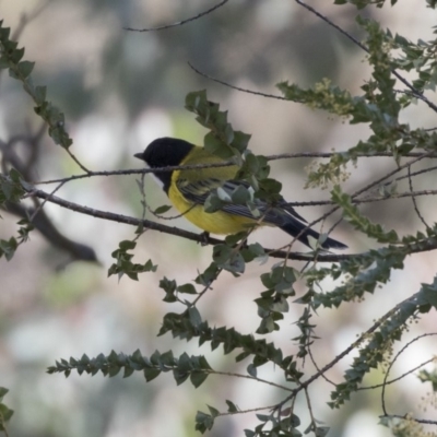 Pachycephala pectoralis (Golden Whistler) at Nicholls, ACT - 15 Aug 2019 by AlisonMilton