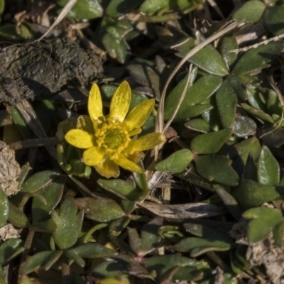 Ranunculus papulentus (Large River Buttercup) at Gungahlin Pond - 15 Aug 2019 by AlisonMilton