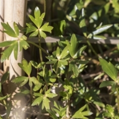 Ranunculus papulentus at Nicholls, ACT - 15 Aug 2019