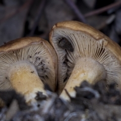 Unverified Fungus at Nicholls, ACT - 15 Aug 2019 by AlisonMilton