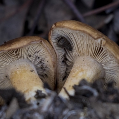 Unidentified Fungus at Nicholls, ACT - 15 Aug 2019 by Alison Milton