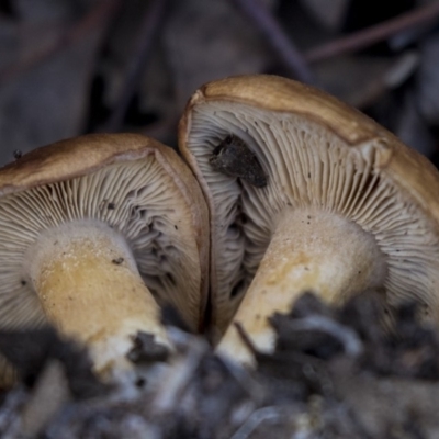 Unverified Fungus at Nicholls, ACT - 15 Aug 2019 by AlisonMilton