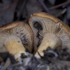 Unidentified Fungus (TBC) at Percival Hill - 15 Aug 2019 by Alison Milton