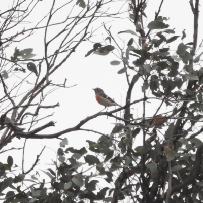 Petroica boodang (Scarlet Robin) at Paddys River, ACT - 22 Apr 2018 by YumiCallaway