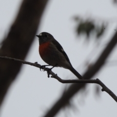 Petroica boodang at Paddys River, ACT - 22 Apr 2018