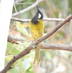 Nesoptilotis leucotis (White-eared Honeyeater) at Namadgi National Park - 22 Apr 2018 by YumiCallaway