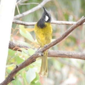 Nesoptilotis leucotis at Paddys River, ACT - 22 Apr 2018