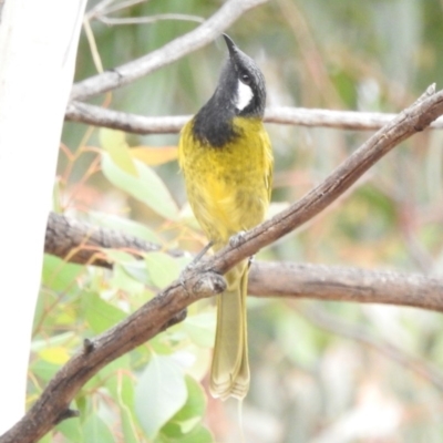 Nesoptilotis leucotis (White-eared Honeyeater) at Namadgi National Park - 22 Apr 2018 by YumiCallaway