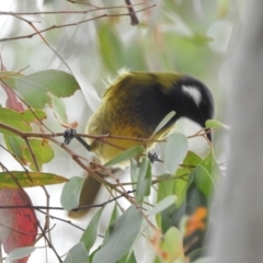 Nesoptilotis leucotis at Paddys River, ACT - 22 Apr 2018 10:22 AM