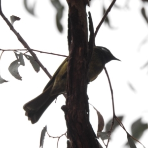 Nesoptilotis leucotis at Paddys River, ACT - 22 Apr 2018 10:22 AM